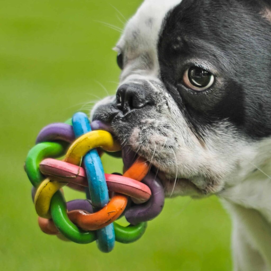 Hond met speeltje
