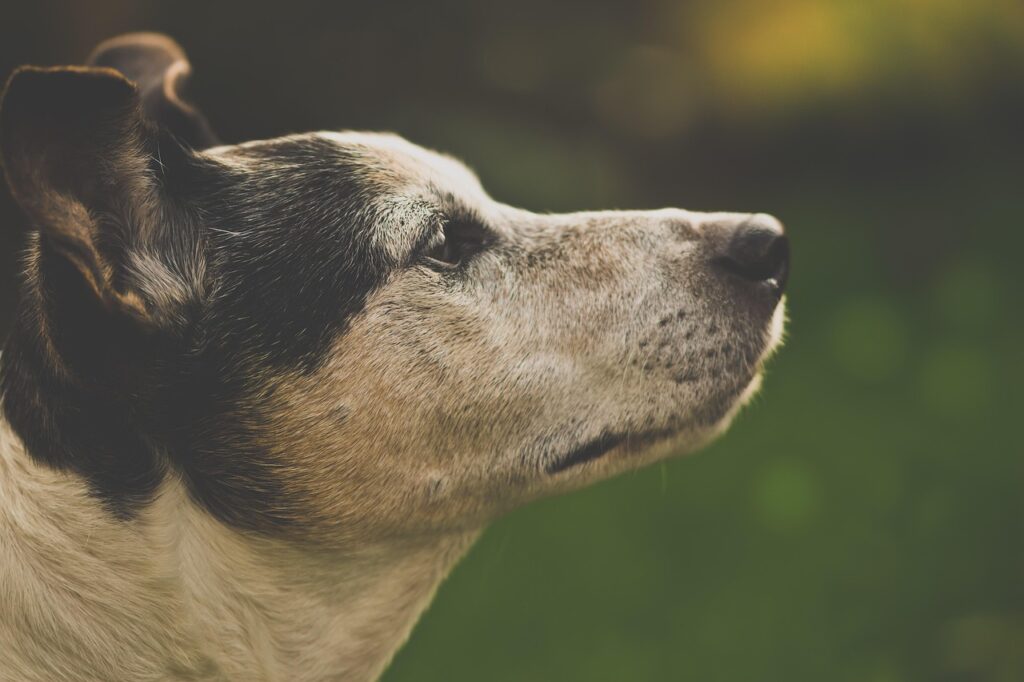dog